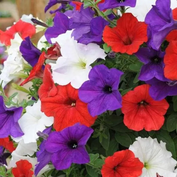 Bin#1R8D4 Petunia Easy Wave Flag Mix 25 Pelleted Petunia Seed Fresh Seeds - $41.50