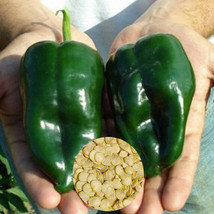 USA SELLER 50 Poblano Ancho Pepper Seeds Fresh Seeds Fast Shipping - £12.56 GBP