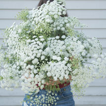 White Dill Ammi Seed, White Dill Ammi Flower , USA Grown Seeds - $12.99