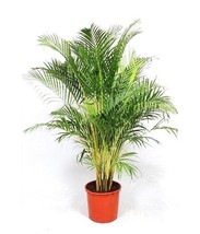 Garden Store 50 Seeds Store Dypsis Lutescens, Areca Palm Golden Cane Palms Ornam - £12.86 GBP