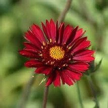 30 seeds Gaillardia Plume Red Plant Fast Heirloom Seeds Blossom - $8.35