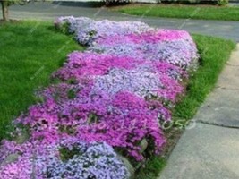 Fresh 200 Seeds Creeping Thyme Seeds Rock Cress Plant Mixed Pink And White Color - £6.21 GBP