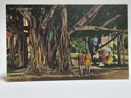 The Banyan Tree Florida FL Unposted Postcard - £7.43 GBP