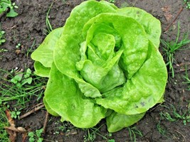 Guashi Store 600 Seeds Tom Thumb Seeds Romain Leaf Lettuce Organic Spring Fall G - $8.99