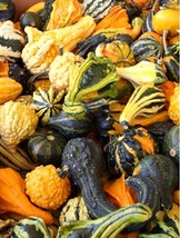 Gourds Seeds  Mix Small &amp; Large Gourd | NON-GMO | Heirloom | Fresh Garde... - £1.34 GBP+