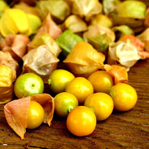 PS Ground Cherry 50 Seeds Non-Gmo Cape Gooseberry Chinese Lantern Fast Grow - $199.16 MXN