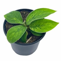 Homalomena Selby, 4 inch, Variegated Queen of Hearts, Shield Plant - £11.68 GBP