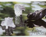Lalique Advertising Photograph Eagle Cubs Leopard Facsimile Signed  - $37.62
