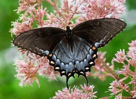 Eutrochium Maculatum  Joe Pye Weed  200_Seeds From US - $13.95