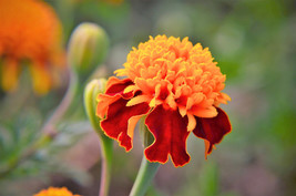 Sale 250 Seeds Dwarf Double Marigold &#39; Orange Flame &#39; Tagetes Patula French Red  - £7.78 GBP