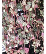 String of Hearts Plant cutting-3 cuttings No roots-Ceropegia Woodii- Exotic - $189.44 MXN