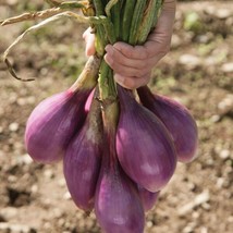 600 Red Long of Tropea Onion Seeds  Gourmet Heirloom   - £4.80 GBP