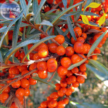 Sea Buckthorn Shrub Seeds  20 Seeds  Professional Pack  Sandthorn Swallo... - $5.67