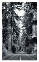 Avenue of Giant Redwoods Muir Woods National Monument California RPPC Postcard - £11.83 GBP