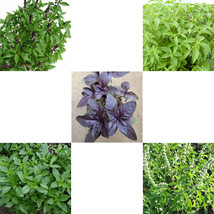 Basil Seed,Ocimum Basilicum -Choose- Thai, Sweet, Holy, Red, Lemon - Easy Grown - £1.47 GBP+