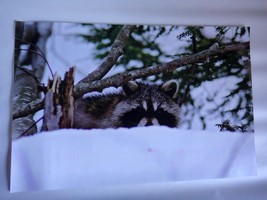 Adorable Raccoon peeking over the snow  12x18 unframed photo  - $24.00