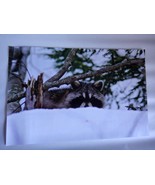 Adorable Raccoon peeking over the snow  12x18 unframed photo  - $44.39 CAD