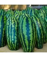 5 Giant Jubilee Watermelon Seeds  Fresh Fruit Garden Seeds Heirloom &amp; No... - £8.25 GBP