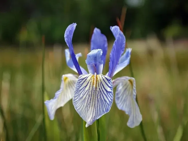 Western Blue Flag Iris 10 Seeds Iris Missouriensis Fresh Garden - £17.36 GBP