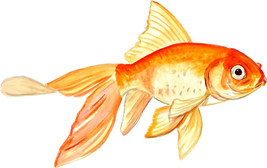 Fancy Goldfish Pet Fish Colorful Aquarium Vinyl Decal - Car Home Truck S... - $6.95+