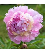 Peony Raspberry Sundae Plant Division Fragrant Spring Blooms Heirloom Seeds - $1,168.46 MXN