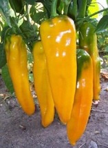 USA SELLER Golden Marconi Sweet Pepper 15 Seeds Over 1000 Seeds Fresh New - £14.38 GBP