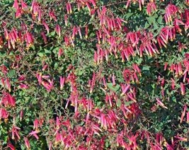 10 Rose Cigar Plant Mexican Firecracker Cuphea Ignea Coan Pink Yellow Hummingbir - $10.45