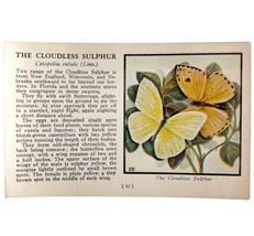 Cloudless Sulphur Butterfly 1934 Butterflies Of America Insect Art PCBG14B - £15.61 GBP