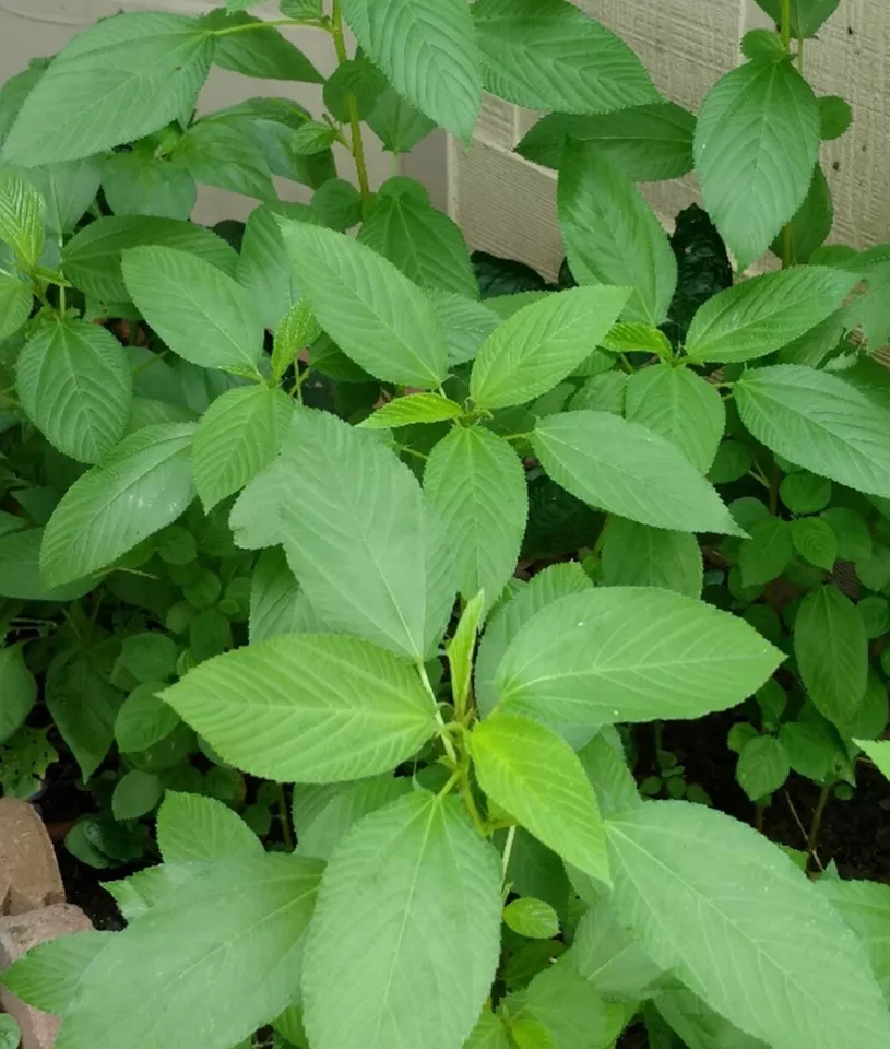 500+SEEDS - Egyptian spinach - Saluyot, Jute- Molokhia - £6.72 GBP