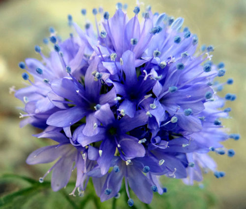 100 Globe Gilia (Gilia Capitata) Flower Seeds