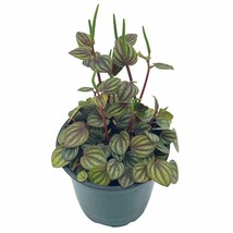 Red and Green Peperomia albovittata,4 inch pot, Rare mixed frost peperomia - £11.18 GBP