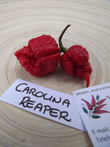 Carolina Reaper Chili Pepper, 5 seeds (Ch 001) - £2.38 GBP