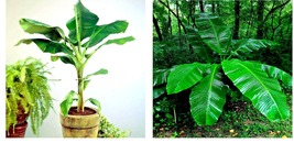 &quot;DWARF&quot; Cavendish BANANA Tree 10 Seeds Musa acuminata Hardy Tropical Fruit Plant - £17.34 GBP