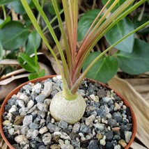 cactus Beaucarnea Ponytail Palm Cacti Succulent real live plant - £35.14 GBP