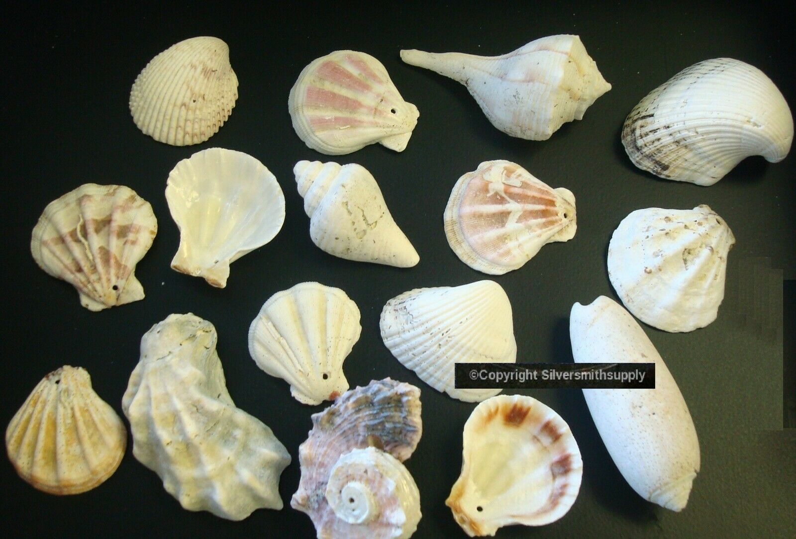Primary image for 5OZ Sea shells make shell charms Seashells Beach Cottage Decor Nautical SHL001