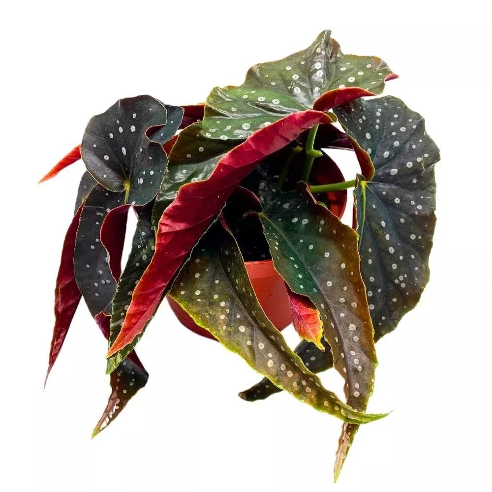 Angel Kisses Angel Wing 6 in Cane Begonia Black Narrow Curly Leaf S - £55.80 GBP