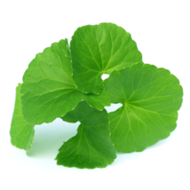 Pure Gotu Kola Oil from Natural Care 50ml - $25.60