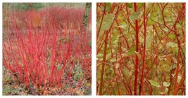 Lot of 5 Cornus sericea | Red-Osier Dogwood | Cut Fresh | Cuttings 18&quot; - £37.62 GBP