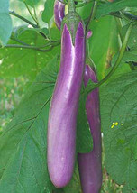 50+Chinese Eggplants Seeds Long Purple Eggplants Aubergine Asian Vegetable Fresh - $5.98