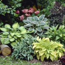 Hosta Plant Seeds Perennials Plantain Flower - 200 Seeds - £7.30 GBP