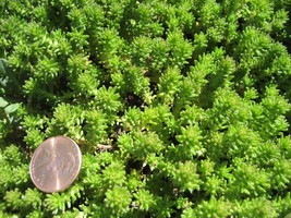 BPA 25 Seeds Spanish Stonecrop / Sedum Hispanicum Groundcover Flower From USA - £7.90 GBP