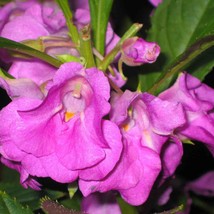 New Fresh Purple Balsam Seeds Fresh Organic Impatiens Balsamina Seeds, Purple Ou - $7.98