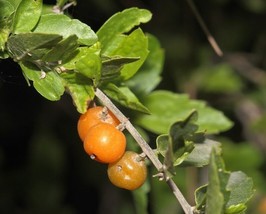 Sweet Desert Hackberry Celtis Pallida 5 Seeds - £7.18 GBP