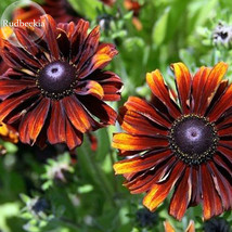 Heirloom Orange Black Echinacea PurpureaSeeds Coneflowers 100 Seeds perennial fl - £6.99 GBP