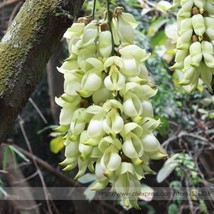 Limited Mucuna 100% True White Colors Florida Velvet Bean Vine Flower Seeds Prof - $6.00