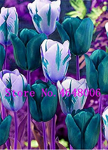 High-Grade 50 pcs/Lot Tulip Bonsai Flowers Wedding Home Decorative Flowers Home  - $6.99