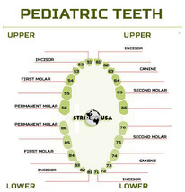 Ivorine Teeth For Typodont 760 Pediatric  - 5 PCS Compatible W/ Columbia Brand - £5.46 GBP