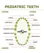 Ivorine Teeth For Typodont 760 Pediatric  - 5 PCS Compatible W/ Columbia... - £5.49 GBP