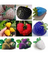 Mixed Strawberry Black Blue Giant Red Purple, 100 Seeds - £8.03 GBP