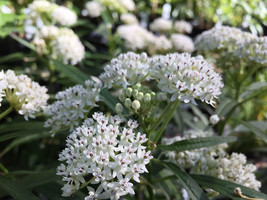 20 Seeds White Swamp Milkweed Wildflower Annual Perennial Flower Seeds - £14.36 GBP